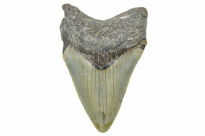 Serrated, Juvenile Megalodon Tooth - North Carolina #371698